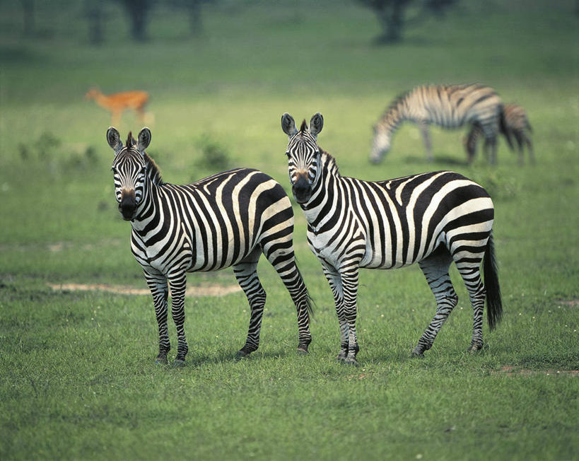 无人,站,横图,室外,草原,斑马,哺乳动物,马,貘,野生动物,肯尼亚,条纹,科学,草,自然,动物,两只,运输,摄影,牲畜,环境,生物学,东非,式样,彩图,马赛马拉国家保护区,动物学