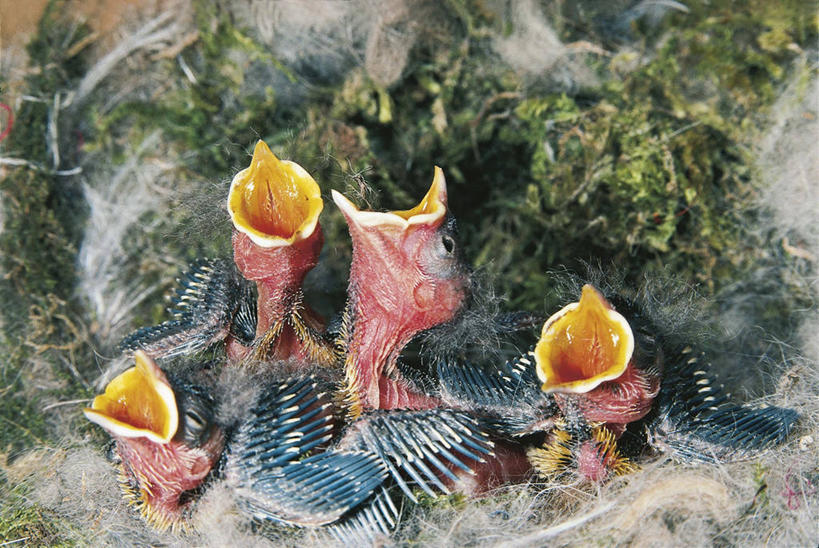 无人,横图,室外,白天,野生动物,四只,科学,鸟类,山雀,鸟巢,小鸟,自然,动物,摄影,栖息,部分,环境,生物学,喙,大山雀,开端,彩图,动物学