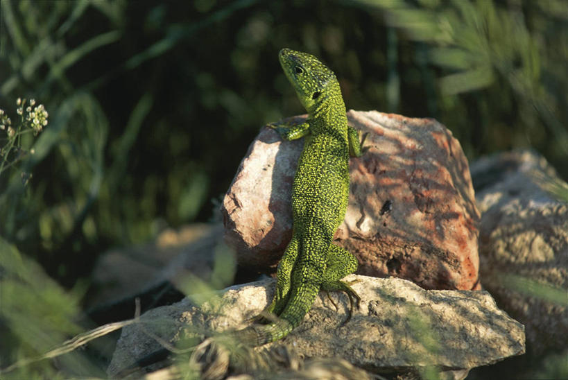 无人,攀登,横图,室外,白天,野生动物,叶子,科学,草,自然,动物,摄影,环境,生物学,户外活动,岩石,彩图,动物学