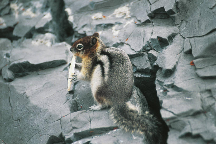无人,横图,室外,哺乳动物,野生动物,加拿大,科学,自然,动物,松鼠,摄影,环境,生物学,国家公园,地松鼠,班夫国家公园,亚伯达,金毛鼠,岩石,彩图,动物学