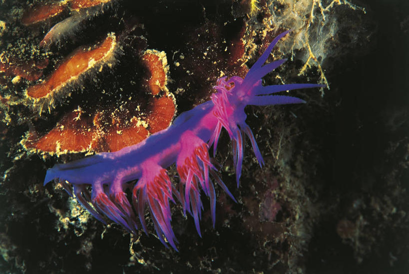 无人,横图,彩色,室外,水下,野生动物,科学,海蛞蝓,贝类,海洋生物,自然,动物,摄影,五颜六色,软体动物,海兔,环境,色彩斑斓,生物学,水生动物,五彩缤纷,水生物,海底动物,五彩斑斓,海兔螺,五光十色,彩图,动物学