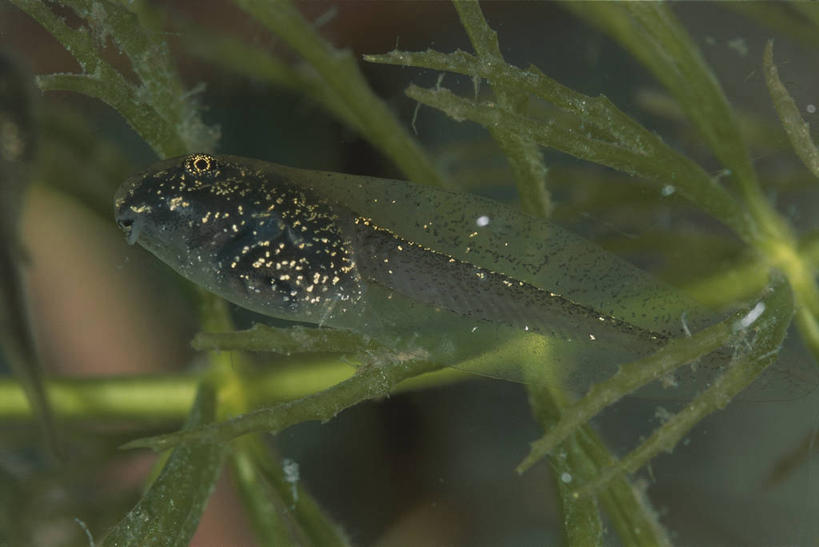 无人,横图,室外,白天,水下,青蛙,野生动物,科学,自然,动物,摄影,环境,生物学,改变,幼虫,蝌蚪,开端,彩图,动物学