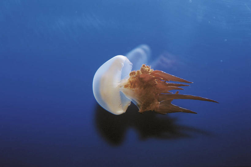 无人,横图,日本,亚洲,水族馆,摄影,东亚,刺胞动物,本州,大阪府,本州岛,日本国,近畿地方,近畿,自然地理,水母,彩图