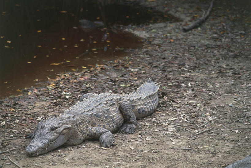 无人,横图,美国,科学,摄影,生物学,将军,自然地理,彩图,动物学