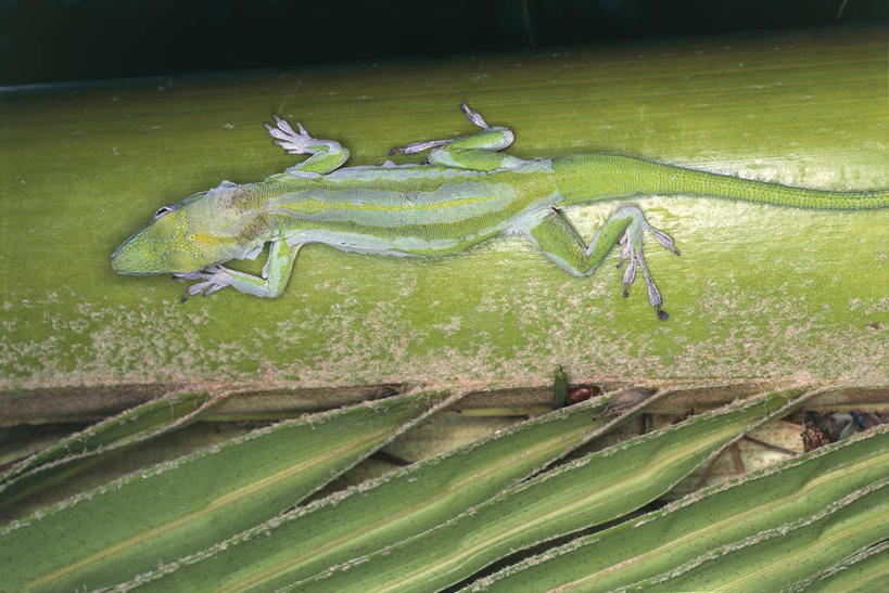 无人,横图,俯视,室外,白天,植物,壁虎,野生动物,叶子,科学,自然,动物,摄影,环境,生物学,国家公园,拉丁美洲,伪装,将军,多米尼加共和国,伊斯帕尼奥拉岛,自然地理,彩图,高角度拍摄,动物学,郊野公园