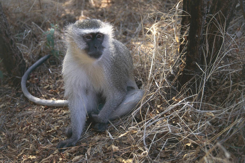 西方人,无人,坐,横图,竖图,室外,白天,正面,哺乳动物,野生动物,猴子,欧洲,非洲,赞比亚,黑人,欧洲人,科学,自然,动物,摄影,环境,生物学,国家公园,将军,灵长目,长尾猴,自然地理,非洲人,彩图,莫西奥图尼亚国家公园,动物学,郊野公园