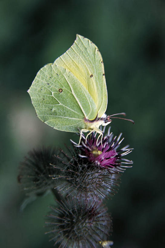 无人,竖图,室外,白天,侧面,野生动物,蝴蝶,科学,昆虫,花,自然,动物,摄影,环境,生物学,节肢动物,将军,白蝴蝶,自然地理,彩图,大白猪,动物学,大白蝴蝶