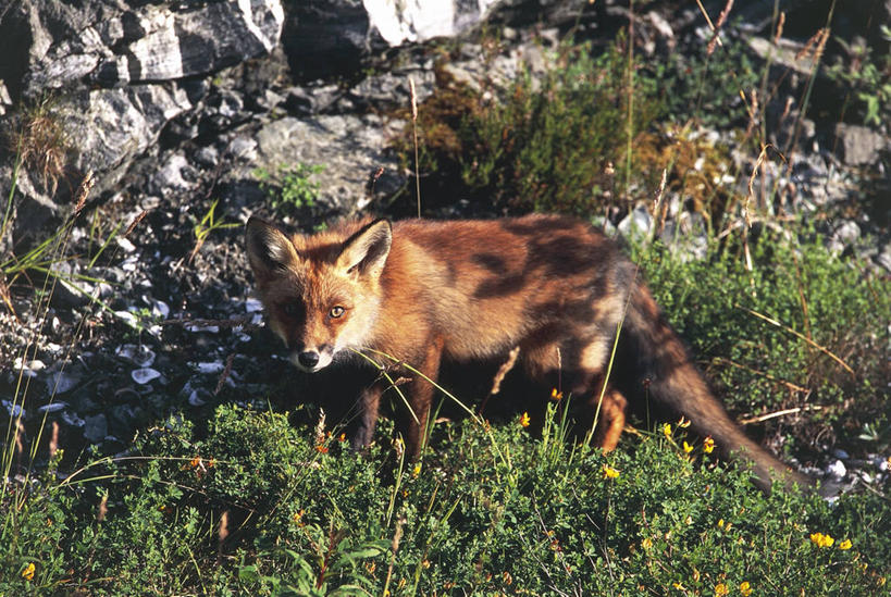 无人,站,横图,室外,白天,哺乳动物,狐狸,野生动物,挪威,欧洲,科学,草,自然,动物,摄影,环境,生物学,斯堪的纳维亚,野狗,北欧,斯堪的那维亚,斯堪的那维亚半岛,斯堪的纳维亚半岛,将军,斯堪狄纳维亚半岛,挪威王国,霍达兰郡,霍达兰,自然地理,岩石,红狐,彩图,动物学