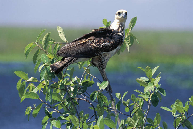 无人,站,横图,室外,白天,野生动物,委内瑞拉,科学,鸟类,枝,树,自然,动物,南美,摄影,栖息,环境,生物学,拉丁美洲,鱼鹰,嫩枝,彩图,动物学