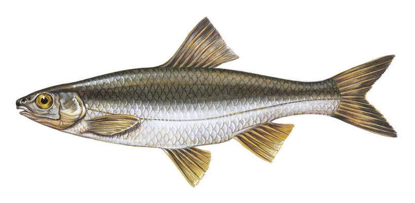 无人,横图,全景,白色背景,侧面,鲤鱼,科学,鱼,水产,鱼类,白色,动物,摄影,生物学,水生动物,水生物,鲤子,鲤拐子,彩图,淡水生物,河鲜,动物学