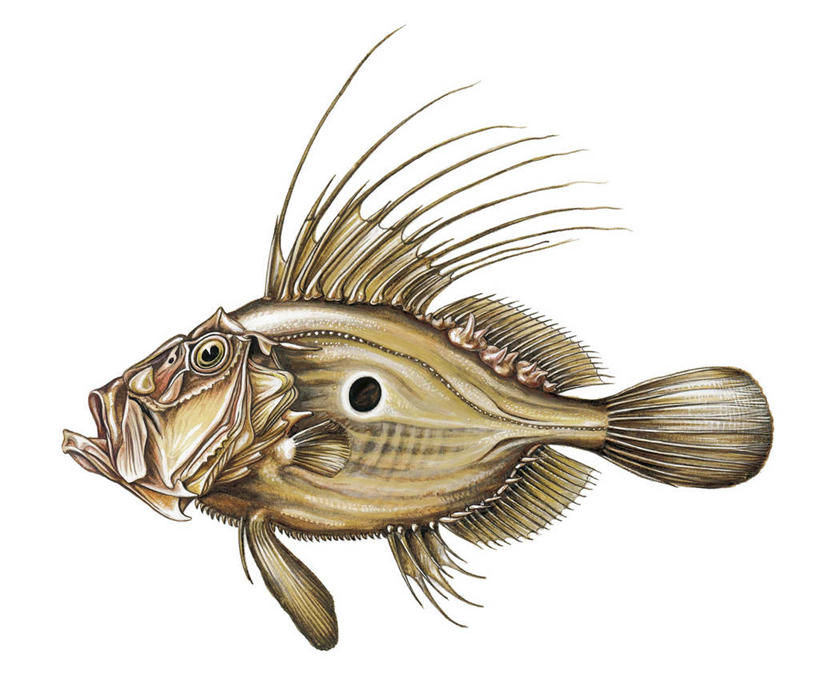 无人,横图,白色背景,侧面,科学,鱼类,白色,动物,摄影,生物学,彩图,多利鱼,动物学