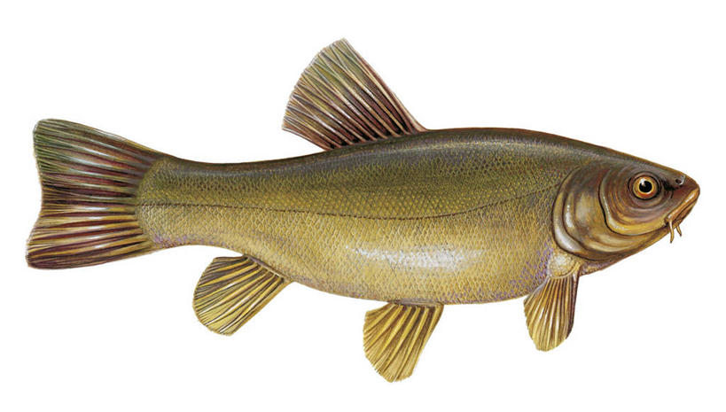 无人,横图,白色背景,侧面,鲤鱼,科学,白色,动物,摄影,生物学,丁鱥,彩图,动物学