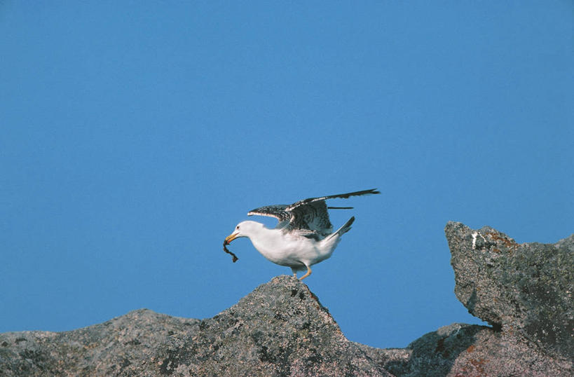 无人,吃,横图,室外,白天,侧面,海鸟,海鸥,野生动物,意大利,科学,鸟类,天空,自然,动物,摄影,环境,生物学,黑脊鸥,万里无云,喂养,撒丁岛,岩石,彩图,动物学