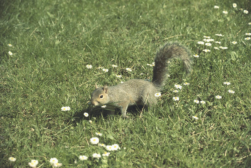 无人,横图,室外,白天,旅游,度假,纯洁,草地,美景,哺乳动物,野生动物,科学,景观,田地,娱乐,草,自然,动物,松鼠,享受,休闲,景色,放松,可爱,童年,童趣,摄影,环境,生物学,自然风光,童真,烂漫,无邪,北美灰松鼠,天真,彩图,动物学