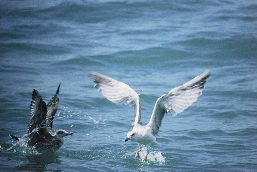 无人,横图,室内,白天,水,海鸟,海鸥,野生动物,科学,捕食,流水,飞,自然,动物,两只,摄影,活动,动作,环境,生物学,黑脊鸥,彩图,动物学