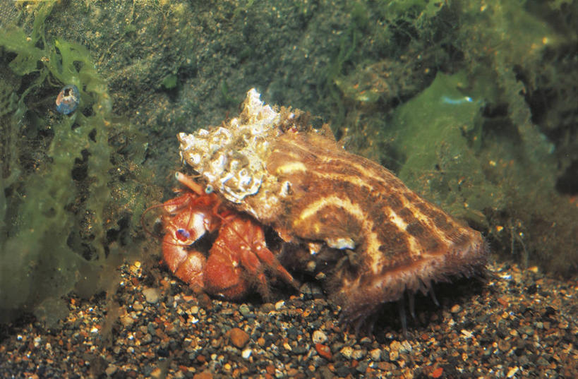 无人,横图,室外,白天,海底,水下,海葵,野生动物,科学,珊瑚,自然,动物,两只,摄影,环境,生物学,节肢动物,刺胞动物,甲壳动物,彩图,动物学,共生关系