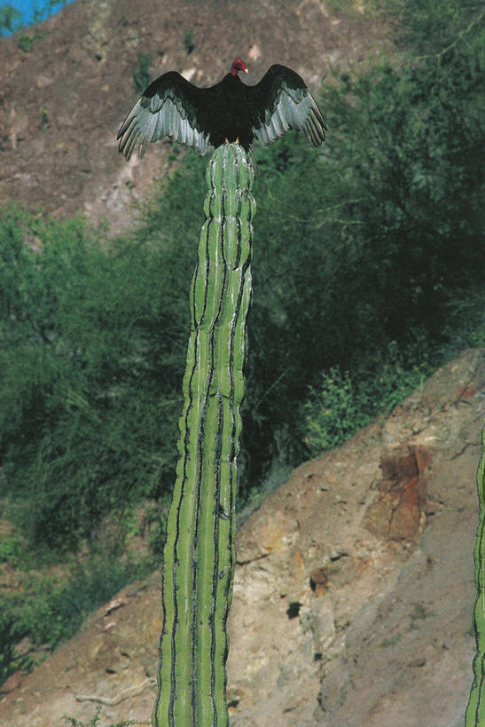 无人,躺,横图,竖图,室外,白天,日光浴,山,仙人掌,野生动物,科学,鸟类,风景,自然,动物,摄影,栖息,环境,生物学,土耳其秃鹰,秃鹰,彩图,肉质植物,动物学