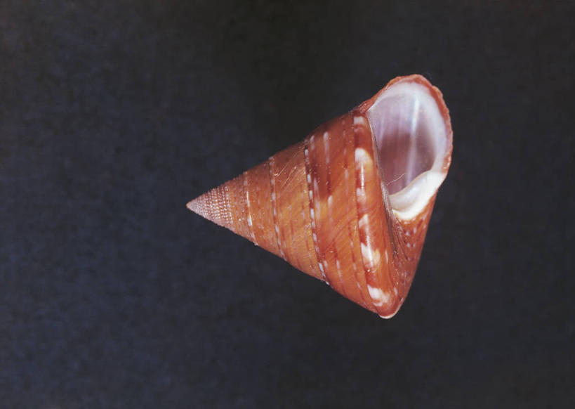 无人,横图,室内,贝壳,科学,圆锥,褐色,一个,摄影,单个,生物学,三维图形,马蹄螺,彩图,影棚拍摄,动物学