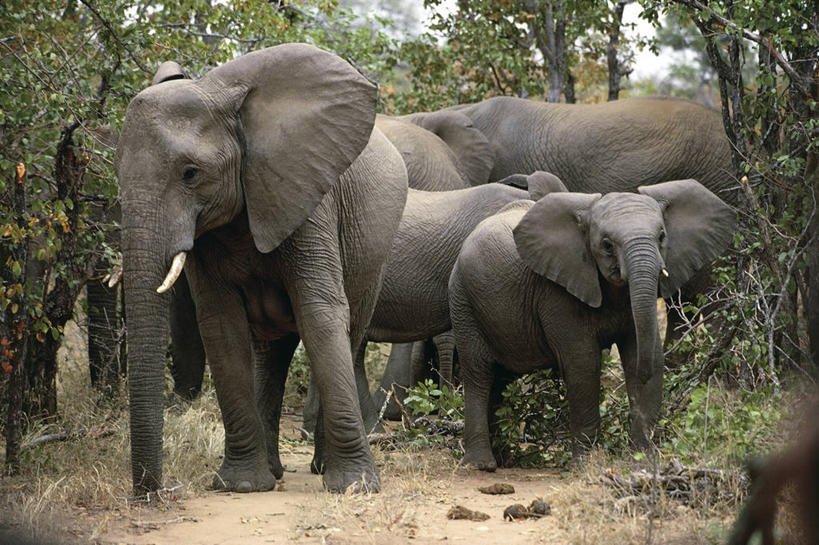 西方人,无人,家庭,横图,室外,白天,哺乳动物,野生动物,欧洲,非洲,南非,黑人,欧洲人,科学,非洲象,自然,动物,摄影,环境,生物学,德兰士瓦省,非洲人,象,彩图,动物学