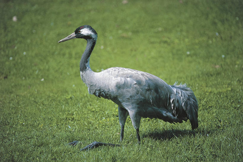 无人,站,横图,室外,白天,侧面,野生动物,科学,鹤,鸟类,草,自然,动物,摄影,环境,生物学,黑水鸡,彩图,动物学