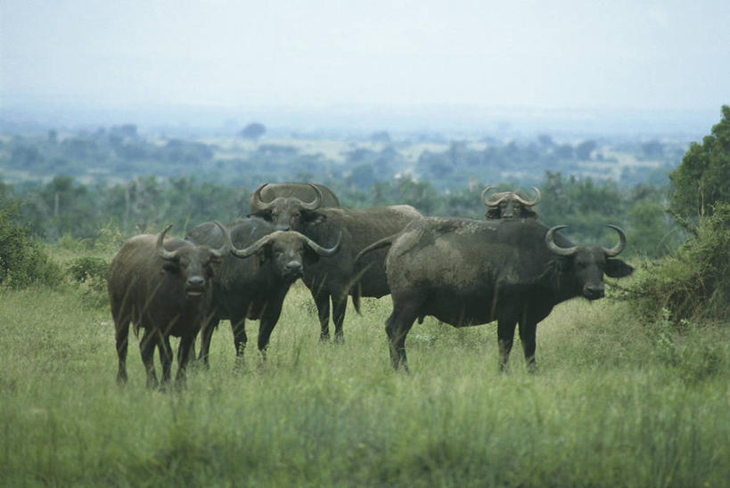无人,站,横图,室外,白天,哺乳动物,野生动物,非洲,科学,草,自然,动物,摄影,环境,生物学,国家公园,非洲水牛,将军,偶蹄目,扎伊尔,刚果民主共和国,野牛,彩图,动物学,郊野公园