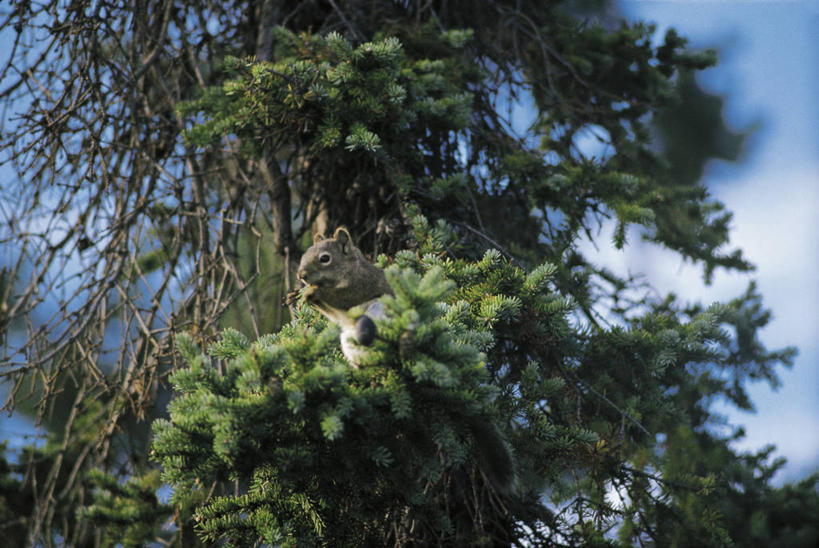 无人,横图,室外,白天,森林,松树,哺乳动物,野生动物,加拿大,科学,树,自然,动物,松鼠,摄影,环境,生物学,常绿树,红松鼠,针叶树,彩图,动物学