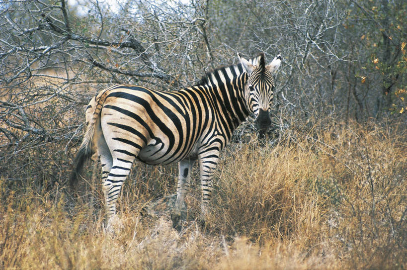 无人,横图,室外,白天,草原,斑马,哺乳动物,马,貘,野生动物,条纹,科学,自然,动物,运输,摄影,牲畜,灌木,环境,生物学,式样,彩图,动物学
