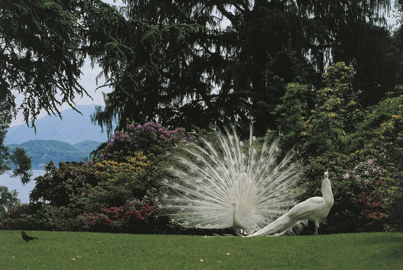 无人,横图,室外,白天,旅游,度假,骄傲,美景,孔雀,羽毛,意大利,三只,神话,科学,岛,景观,娱乐,草,树,白色,自然,动物,享受,休闲,景色,放松,摄影,环境,散开,生物学,国家公园,南欧,自然风光,热带鸟,炫耀,自然地理,彩图,鸡形目,动物学