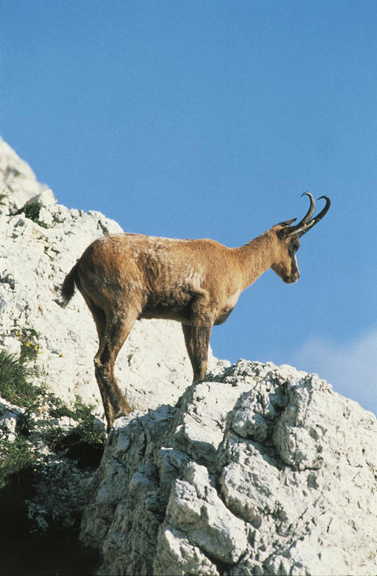 无人,站,竖图,室外,白天,侧面,哺乳动物,野生动物,意大利,科学,羚羊,自然,动物,摄影,环境,生物学,南欧,偶蹄目,岩石,彩图,动物学,岩羚羊