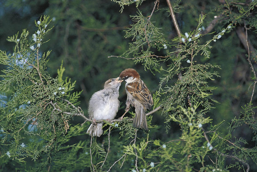 无人,横图,室外,白天,野生动物,科学,鸟类,树,自然,动物,两只,摄影,栖息,环境,生物学,喂养,亲吻,彩图,动物学