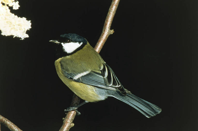 无人,横图,室外,夜晚,野生动物,黑色背景,科学,鸟类,山雀,枝,黑色,自然,动物,摄影,栖息,环境,生物学,嫩枝,大山雀,彩图,动物学