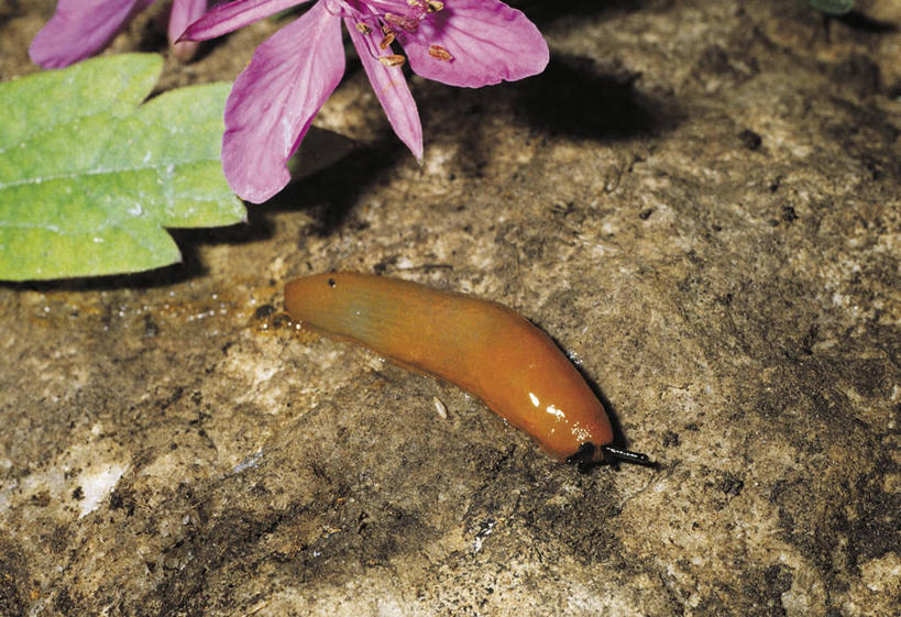 无人,横图,室外,白天,野生动物,科学,蜗牛,无脊椎动物,自然,动物,摄影,软体动物,环境,生物学,鼻涕虫,腹足动物,彩图,动物学