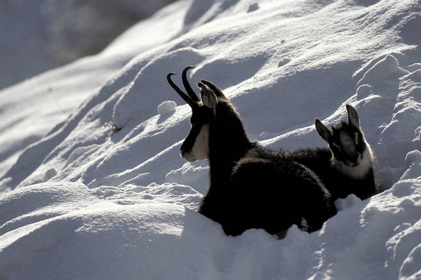 无人,坐,横图,室外,白天,雪,哺乳动物,野生动物,科学,羚羊,冬天,自然,动物,两只,摄影,环境,生物学,偶蹄目,彩图,动物学,岩羚羊