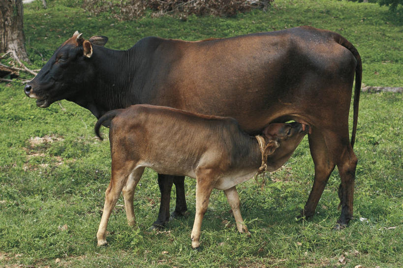 无人,站,横图,室外,白天,侧面,哺乳动物,野生动物,斯里兰卡,科学,哺乳,草,自然,动物,两只,吸,摄影,环境,生物学,偶蹄目,母牛,喂养,印度次大陆,彩图,动物学