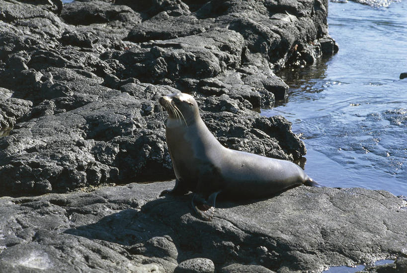 无人,横图,室外,白天,海洋,水,哺乳动物,海狮,野生动物,厄瓜多尔,科学,岛,悬崖,自然,动物,南美,摄影,环境,生物学,拉丁美洲,岩层,加拉帕戈斯群岛,加州海狮,自然地理,岩石,彩图,加拉帕戈斯海狮,动物学