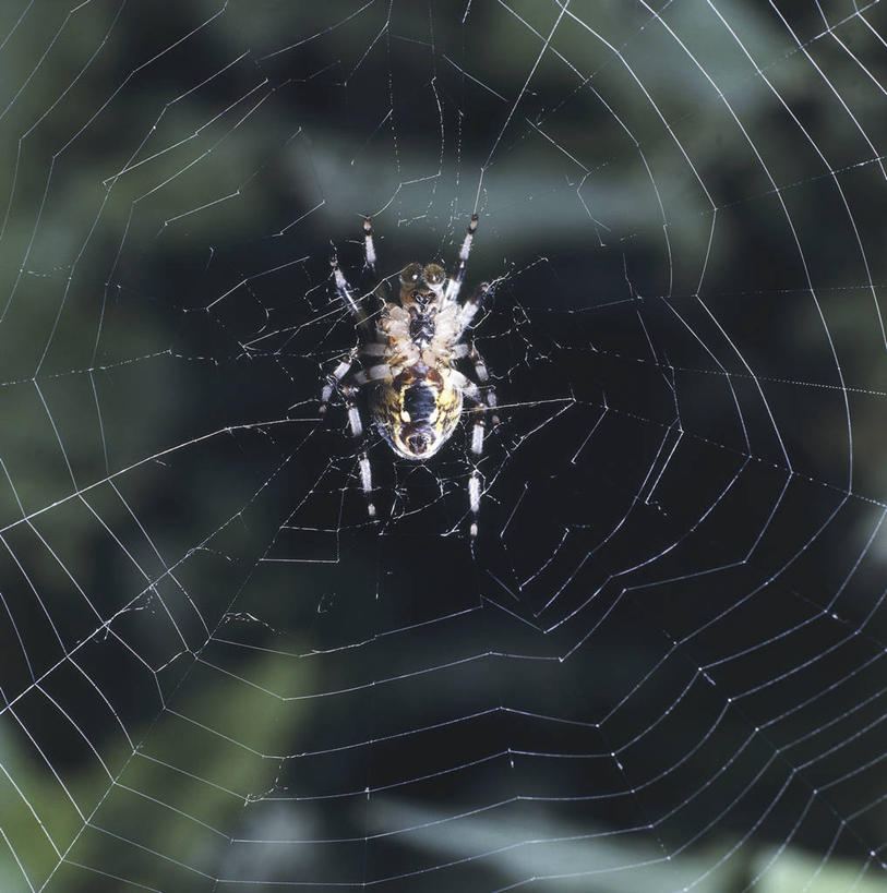 无人,竖图,方图,室外,白天,野生动物,科学,蜘蛛,蜘蛛网,自然,动物,摄影,复杂,环境,生物学,节肢动物,花园蜘蛛,式样,彩图,动物学