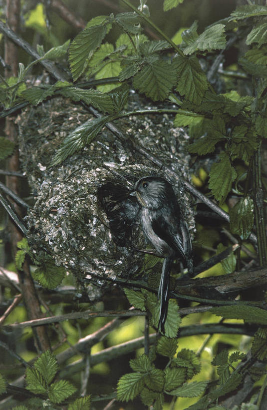 无人,竖图,科学,长尾山雀,鸟类,山雀,鸟巢,动物,摄影,栖息,生物学,彩图,动物学