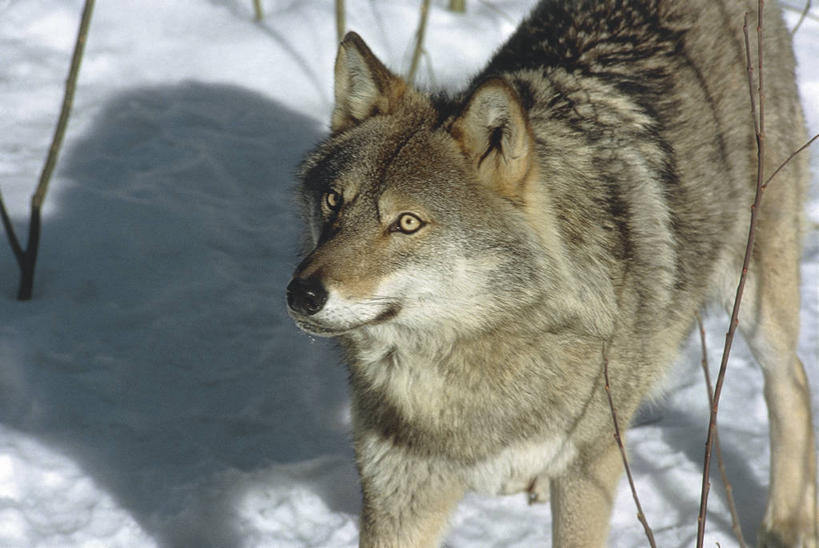 无人,横图,室外,白天,山脉,雪,哺乳动物,狼,野生动物,德国,欧洲,科学,冬天,自然,动物,摄影,环境,生物学,野狗,中欧,自然地理,灰狼,彩图,动物学