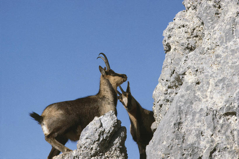 无人,横图,室外,白天,留白,仰视,哺乳动物,野生动物,科学,羚羊,蓝色,天空,自然,动物,两只,摄影,环境,生物学,近景,偶蹄目,万里无云,岩石,彩图,低角度拍摄,动物学,岩羚羊