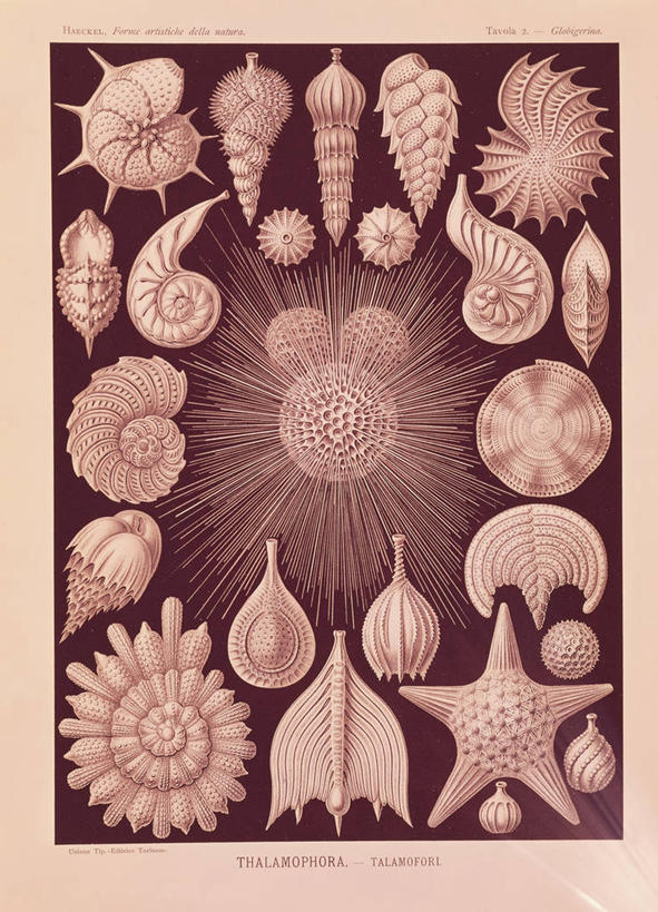 无人,竖图,贝壳,德国,研究,科学,摄影,多样,生物学,中欧,彩图,动物学