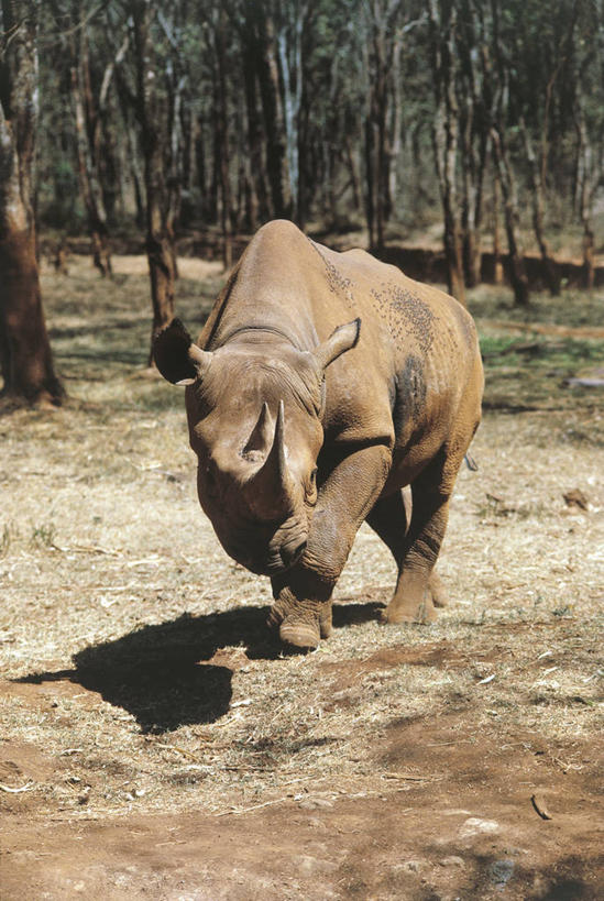 无人,竖图,室外,白天,哺乳动物,貘,野生动物,科学,树,自然,动物,摄影,环境,生物学,偶蹄目,黑犀牛,犀牛,步行,彩图,动物学