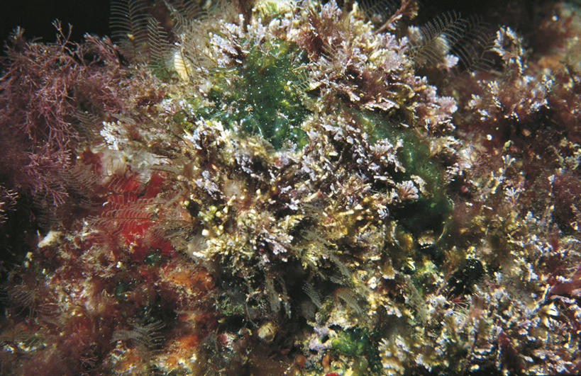 无人,横图,室外,水下,海洋,水,野生动物,科学,鱼,鱼类,自然,动物,摄影,鲉,鲈鱼,环境,生物学,咸水鱼,花鲈,鲈板,鲈子鱼,彩图,动物学