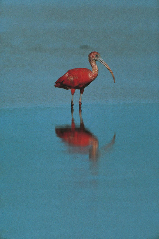 无人,站,竖图,室外,白天,湖,鸟,野生动物,委内瑞拉,反射,科学,鸟类,自然,动物,南美,摄影,环境,生物学,鹳,朱鹭,热带鸟,日本风头鹮,朱鹮,彩图,动物学,瓜里科州