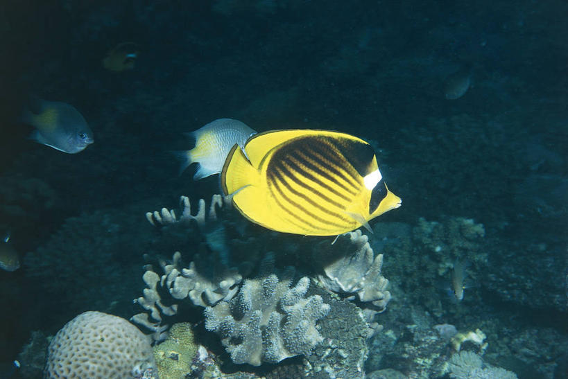 无人,横图,室外,白天,侧面,水下,海洋,热带鱼,野生动物,三只,科学,鱼,珊瑚,鱼类,自然,摄影,鲈鱼,环境,生物学,蝴蝶鱼,刺胞动物,红海,花鲈,鲈板,鲈子鱼,暗礁,彩图,动物学