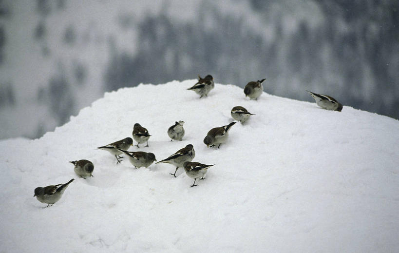 无人,吃,横图,室外,白天,雪,野生动物,科学,鸟类,冬天,自然,寒冷,摄影,栖息,环境,生物学,生存,喂养,苍头燕雀,彩图,动物学