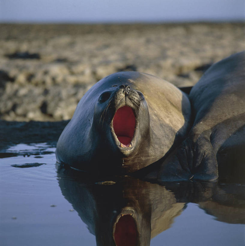 无人,躺,横图,竖图,室外,白天,懒惰,水,哺乳动物,海豹,野生动物,阿根廷,科学,海象,自然,动物,打哈欠,打开,张嘴,两只,南美,摄影,环境,生物学,国家公园,开启,张大嘴巴,巴塔哥尼亚,自然保护区,厌倦,瓦尔德斯半岛,张开嘴,彩图,动物学