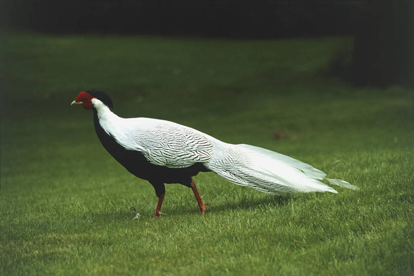 无人,横图,室外,白天,侧面,野生动物,雉,科学,鸟类,草,自然,动物,摄影,环境,生物学,白鹇,彩图,鸡形目,动物学