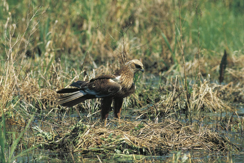 无人,站,横图,室外,白天,侧面,湖,野生动物,科学,鸟类,草,自然,动物,摄影,环境,沼泽,生物学,潘塔纳尔湿地,彩图,动物学