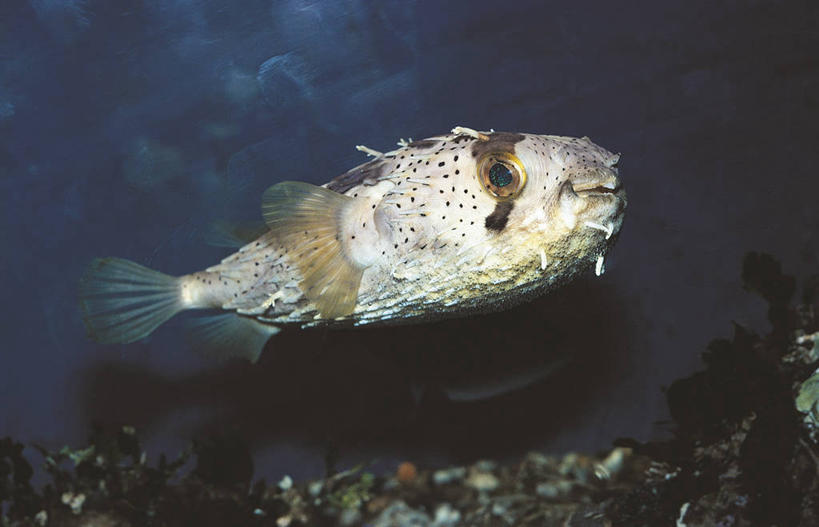 无人,横图,室外,白天,侧面,海洋,水,野生动物,科学,鱼类,自然,动物,摄影,环境,生物学,大斑刺鲀,彩图,动物学