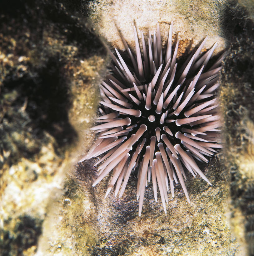 无人,竖图,方图,室外,特写,海底,水下,美景,海胆,野生动物,科学,景观,无脊椎动物,自然,景色,摄影,保护,环境,生物学,自然风光,棘皮动物,岩石,彩图,动物学